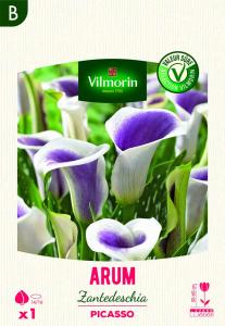 Arum Zantedeschia Picasso (x1)